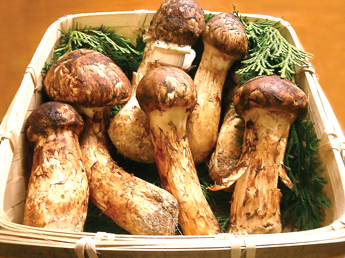 Matsutake