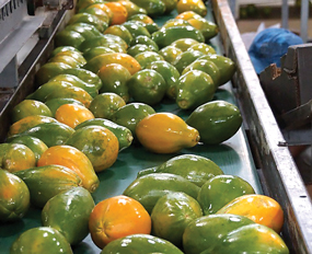 Papayas-on-packing-belt