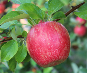 Starr-Ranch-Honeycrisp