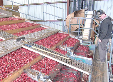 cranberry-sizer