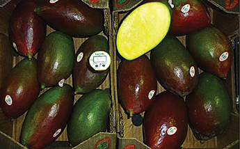 vision-01-kiss-mangos