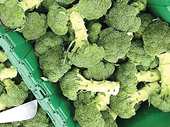 Hijacked-harvest--70-lbs-of-broccoli-stolen-from-Vt--farm---img