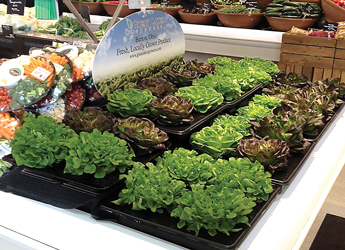 Hydroponic-store-display