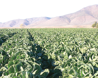 YUMA-ARIZONA