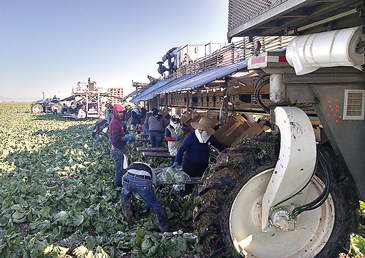 LETTUCEHARVEST2015HOLTVILLE