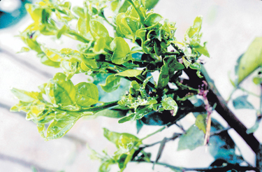 citrus-greening