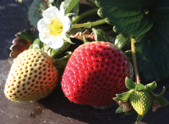 StrawberryStages-copy