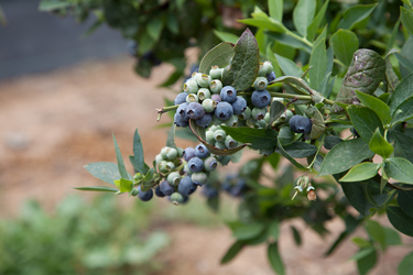 blueberry