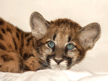 nz-UCFP261-kitten-1-crop