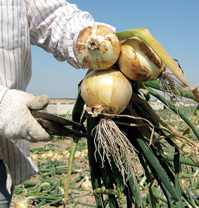 Clipping-onions