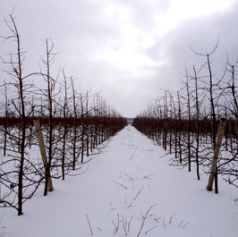 Winter-Orchard-NYAA-2016