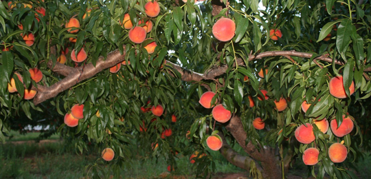 peaches-in-tree3