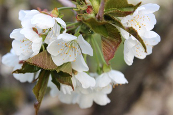 Cherry-blossom 4