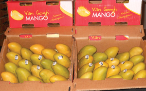 Mango
