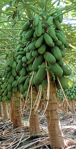 large-papaya