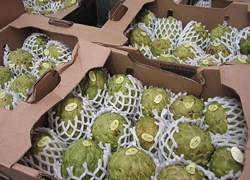 Bamford-Cherimoya-July-2nd