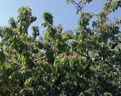 WA-Fruit