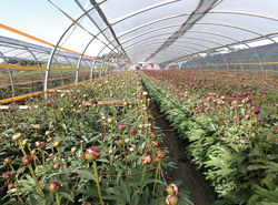 BLOOMING1212-GREENHOUSE