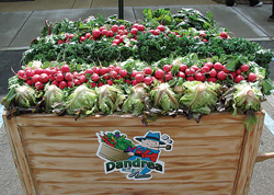 dandrea3801