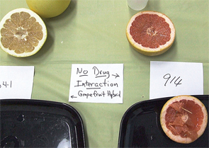 Grapefruit-1