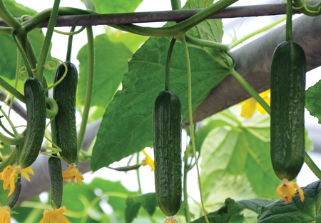 cukes