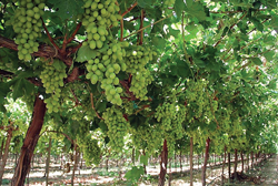 005-FallFruit-Sunview-Stell