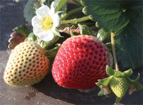 013-CalStraw-Crop-Strawberr