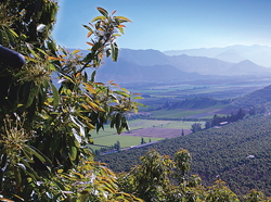 015-GlobalAvo-CAIA-Orchard