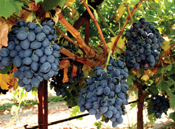 023-FallFruit-Crop-AutumnRo