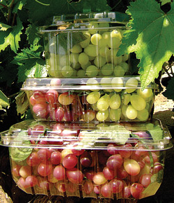 024-CalGrapes-FDS