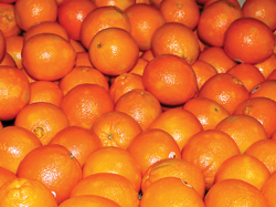10-CalCitrus-Crop