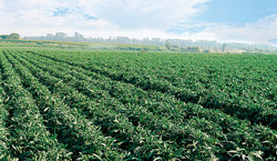 ALCACHOFA-CHINCHA-CAMPO--01