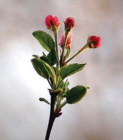 Apple-Blossom-April-2011---