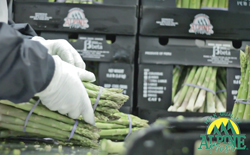 Asparagus-Packingalpine1
