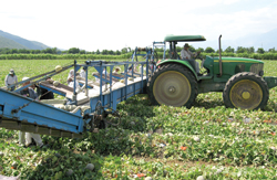 Central-American-Produce---