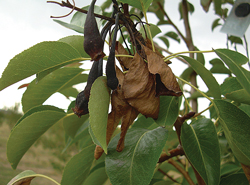FireBlight