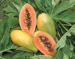 Formosa no-label