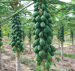 HLB-Papaya-Tree