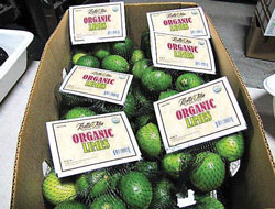 Limes