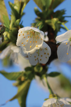 Oneonta-cherry-3
