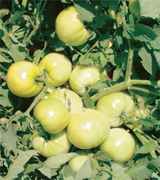 Tomato-field-day-9