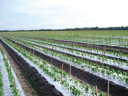 bell-pepper-field-moultrie