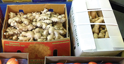 eaton-eustis-ginger-cropped