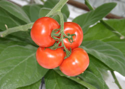 organictovsorigino