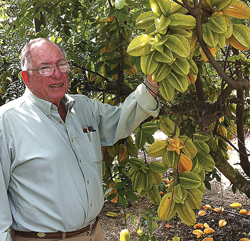 palstarfruit