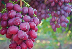redgrapesanthony
