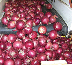 sweet-clover-reds-for-potat