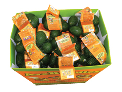 09-MexAvos-Index-AvoBuddies
