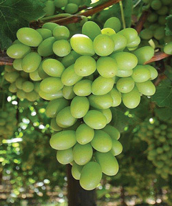 10-CalGrapes-Sunview-Stella