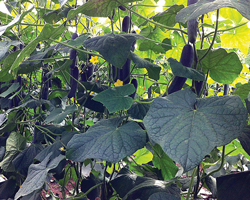 103-Nogales-LandM-cucumbers